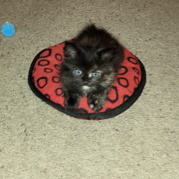 Meet your Posher, Carrie - Picture 9 of 11